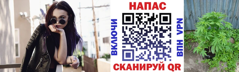 где найти   Олонец  Канабис сатива 